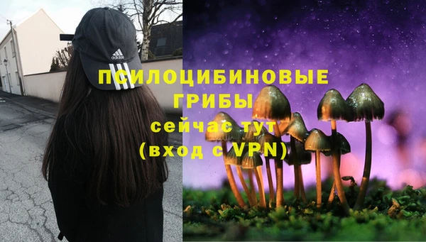 PSILOCYBIN Аркадак